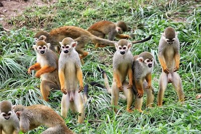 Animaux curieux : quelles sont les espèces tendance ?